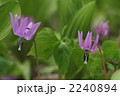 男山自然公園　二つのカタクリ