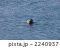 海から顔を出したゴマフアザラシ