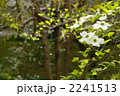 4月　ハナミズキ・ミズキ科34