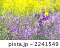 4月　ムラサキハナナ・アブラナ科29