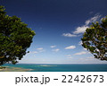 木の間から望めるうかび島