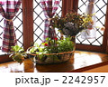 出窓の植物（d100108-055）
