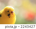 かわいいインコ