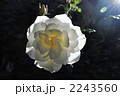 白薔薇