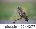 コミミズク