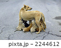 犬の子育て