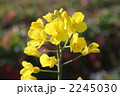 菜の花