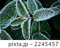 霜のついた葉っぱ