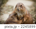 大好き