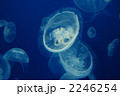 ミズクラゲ