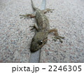 やもり君