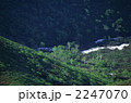 初夏　朝日が当たり始めたブナ自然林