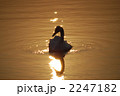 一羽の白鳥