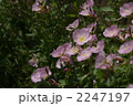2247197