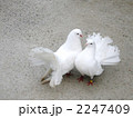 2247409