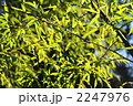 笹の透ける緑