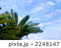 ソテツの木と空