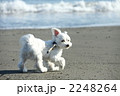 浜辺のお散歩