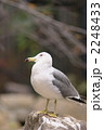 ウミネコ