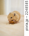 クルミを食べるキンクマハムスター
