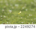青春☆