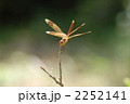 倒立する赤トンボおミヤマアカネ