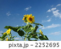 夏のひまわり