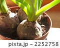 ヒヤシンスの球根