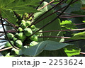 パパイヤ