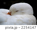 眠いアヒル