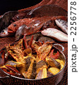 生魚　鮮魚　魚