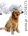 雪と犬