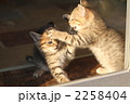 猫の兄弟喧嘩