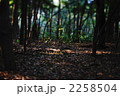 明治神宮の森