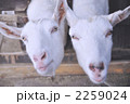 ヤギ