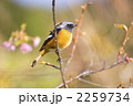 春を待つジョウビタキ