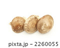 生椎茸