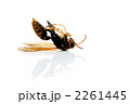 蜂