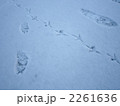 誰の足跡？