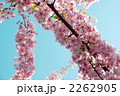 2262905