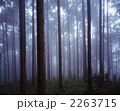 朝靄