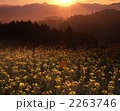 春の夜明け