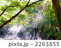 光芒ともみじ