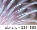 ケヤリムシ
