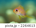 キンギョハナダイ