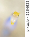 ハナヒゲウツボ