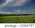 2264797
