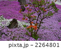 2264801