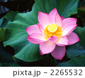 大輪の花