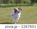 2267601